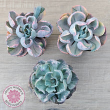 Load image into Gallery viewer, Echeveria Beyonce Rainbow Variegated
