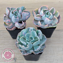 Load image into Gallery viewer, Echeveria Beyonce Rainbow Variegated
