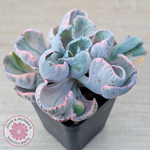 Load image into Gallery viewer, Echeveria Beyonce Rainbow Variegated
