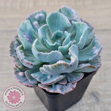 Load image into Gallery viewer, Echeveria Beyonce Rainbow Variegated
