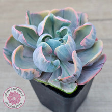 Load image into Gallery viewer, Echeveria Beyonce Rainbow Variegated
