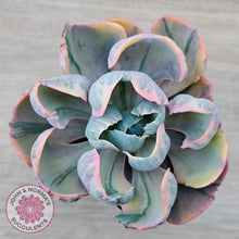 Load image into Gallery viewer, Echeveria Beyonce Rainbow Variegated
