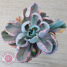 Load image into Gallery viewer, Echeveria Beyonce Rainbow Variegated
