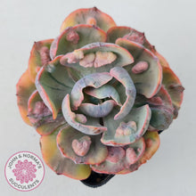 Load image into Gallery viewer, Echeveria Beyonce Rainbow Variegated
