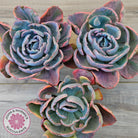 Echeveria Beyonce Rainbow Variegated (Lg)