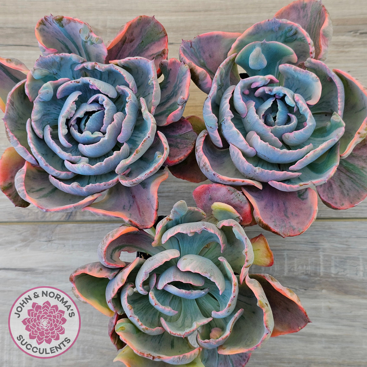 Echeveria Beyonce Rainbow Variegated (Lg)