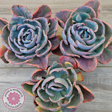 Load image into Gallery viewer, Echeveria Beyonce Rainbow Variegated (Lg)
