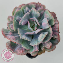 Load image into Gallery viewer, Echeveria Beyonce Rainbow Variegated
