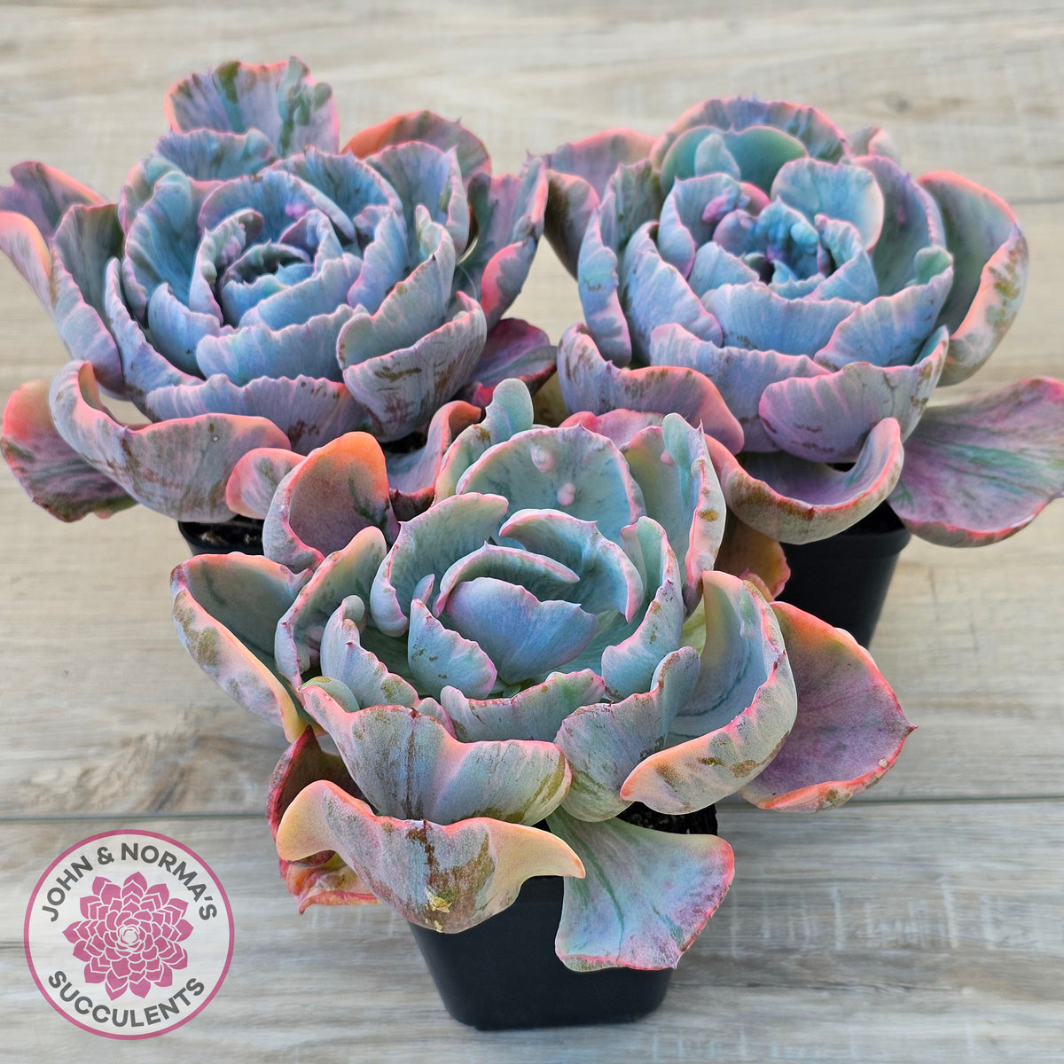 Echeveria Beyonce Rainbow Variegated (Lg)