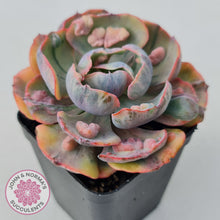 Load image into Gallery viewer, Echeveria Beyonce Rainbow Variegated
