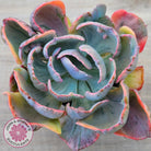 Echeveria Beyonce Rainbow Variegated (Lg)