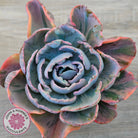 Echeveria Beyonce Rainbow Variegated (Lg)