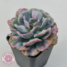 Load image into Gallery viewer, Echeveria Beyonce Rainbow Variegated
