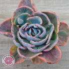 Echeveria Beyonce Rainbow Variegated (Lg)