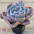 Echeveria Beyonce Rainbow Variegated (Lg)