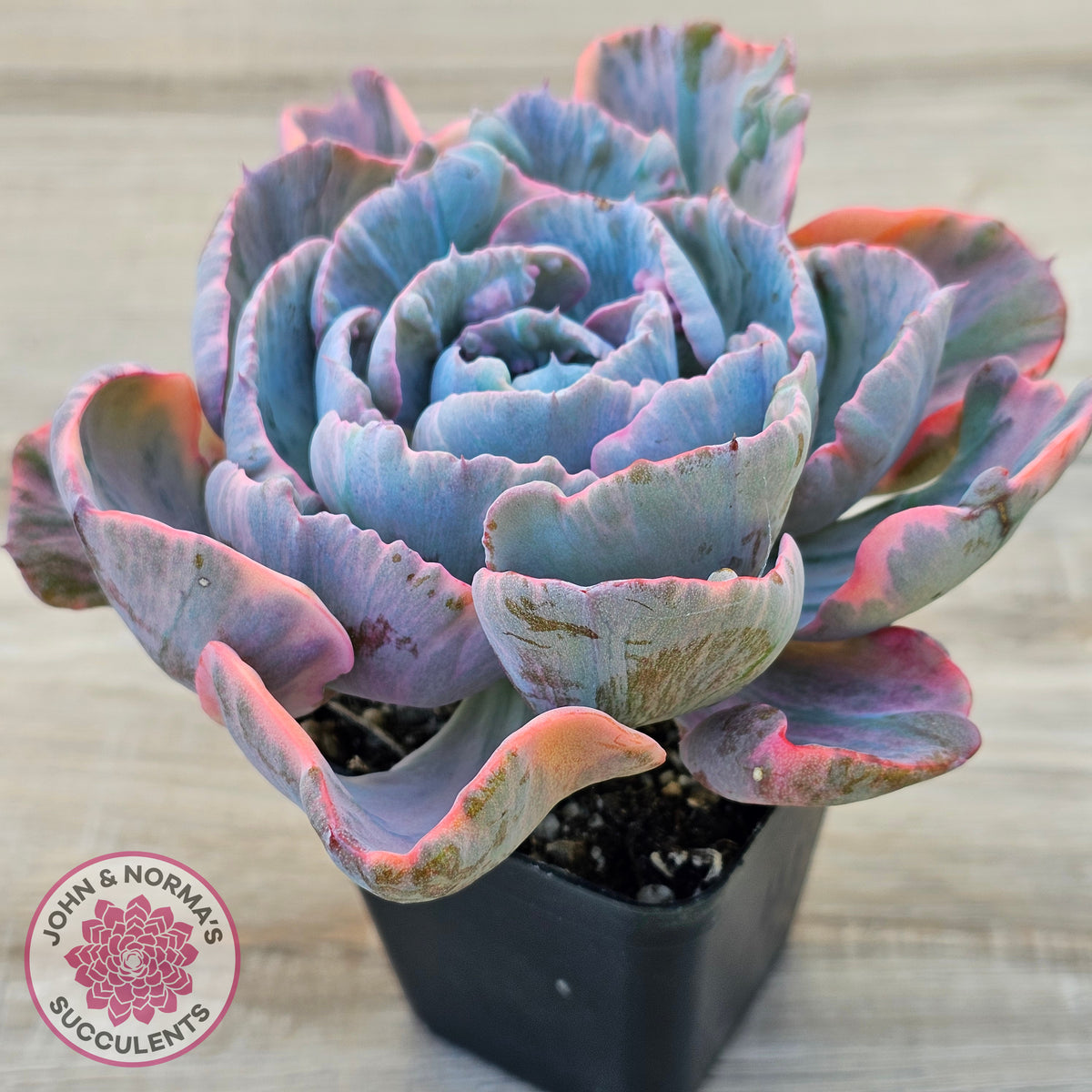 Echeveria Beyonce Rainbow Variegated (Lg)
