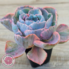 Echeveria Beyonce Rainbow Variegated (Lg)