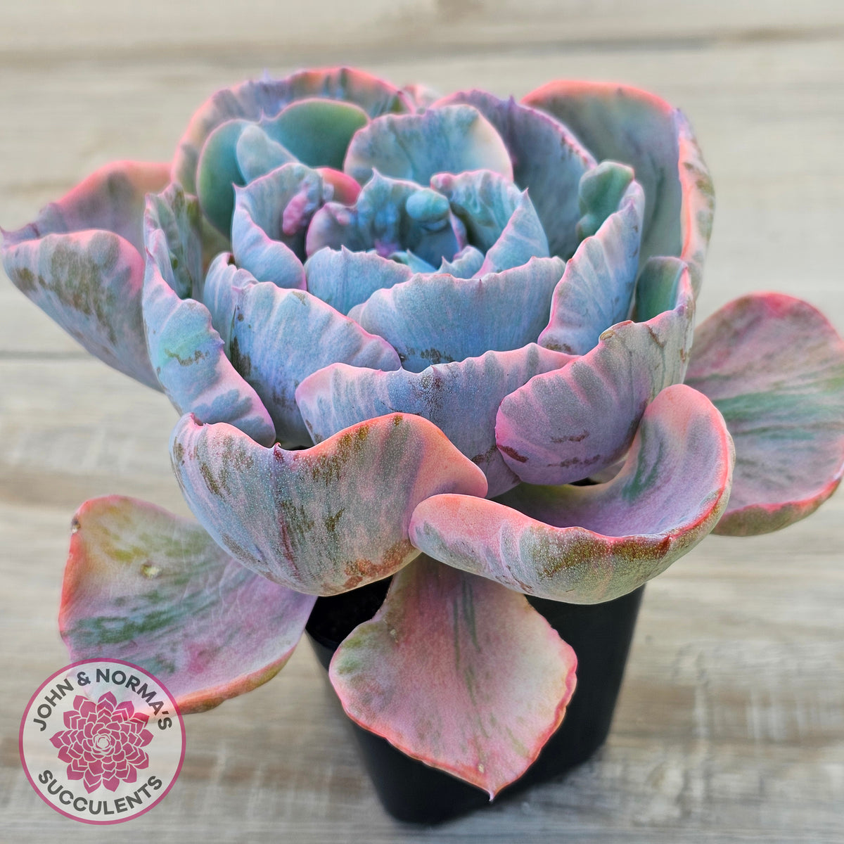 Echeveria Beyonce Rainbow Variegated (Lg)