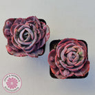 Echeveria Beyonce Rainbow Variegated (Lg)