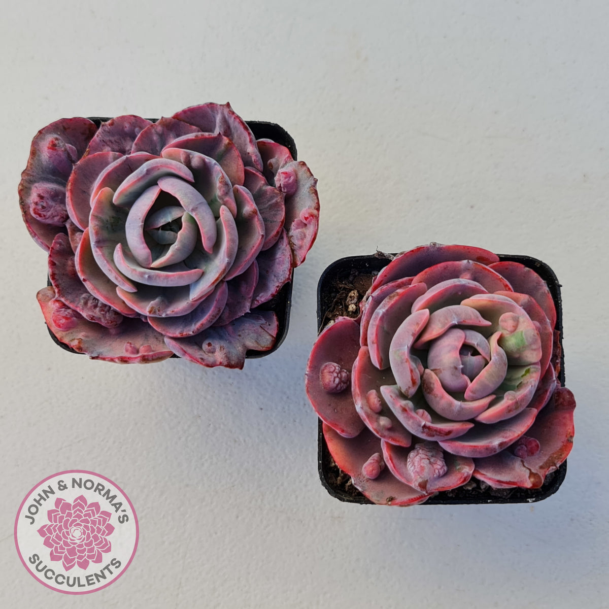 Echeveria Beyonce Rainbow Variegated (Lg)