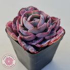Echeveria Beyonce Rainbow Variegated (Lg)