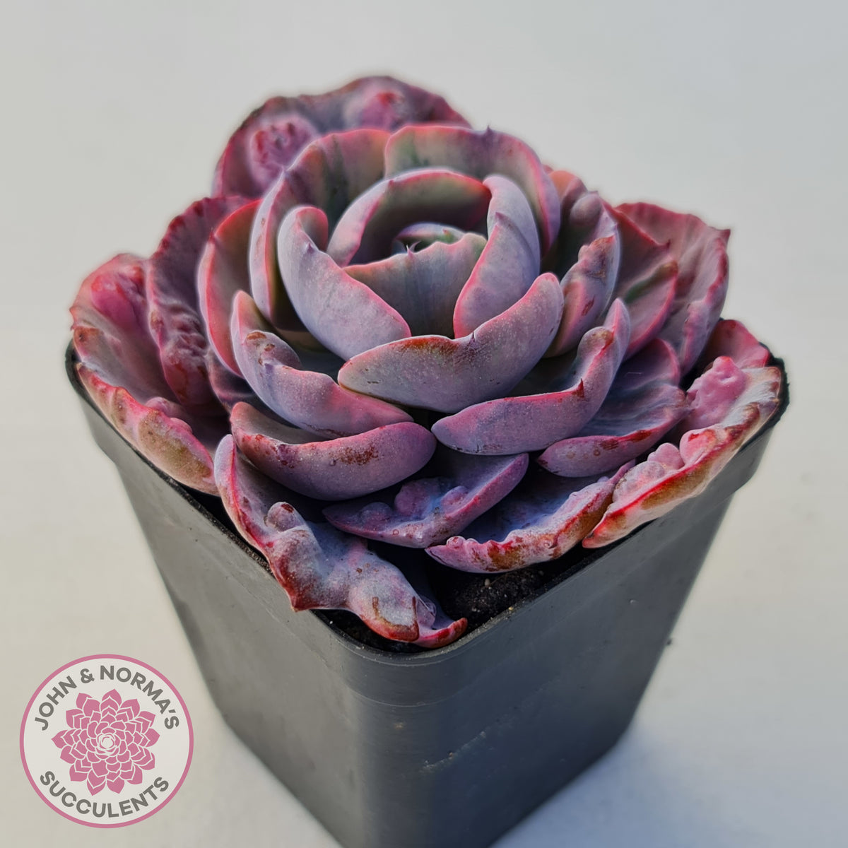 Echeveria Beyonce Rainbow Variegated (Lg)