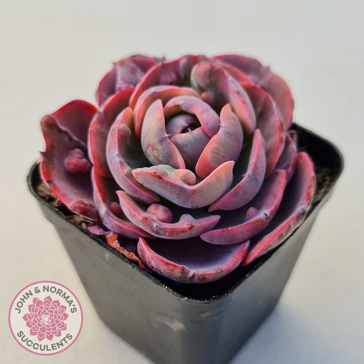 Echeveria Beyonce Rainbow Variegated (Lg)