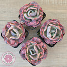 Echeveria Beyonce Rainbow Variegated (Lg)