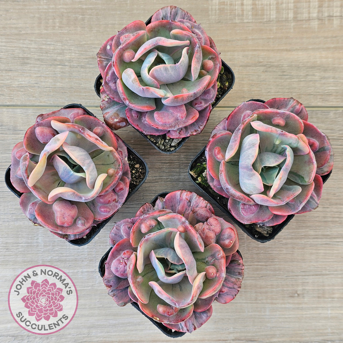 Echeveria Beyonce Rainbow Variegated (Lg)