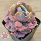 Echeveria Beyonce Rainbow Variegated (Lg)