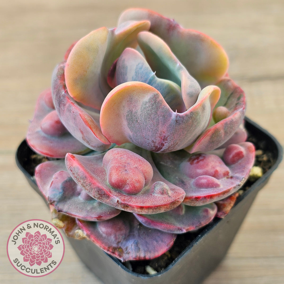 Echeveria Beyonce Rainbow Variegated (Lg)