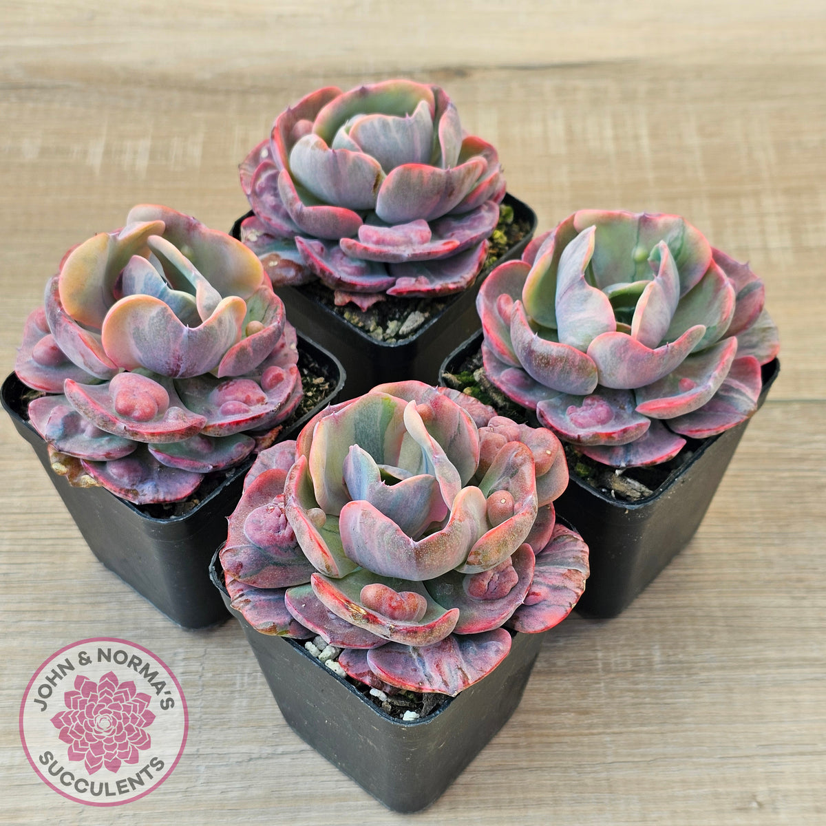 Echeveria Beyonce Rainbow Variegated (Lg)