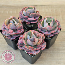 Load image into Gallery viewer, Echeveria Beyonce Rainbow Variegated
