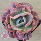 Echeveria Beyonce Rainbow Variegated (Lg)