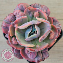 Load image into Gallery viewer, Echeveria Beyonce Rainbow Variegated
