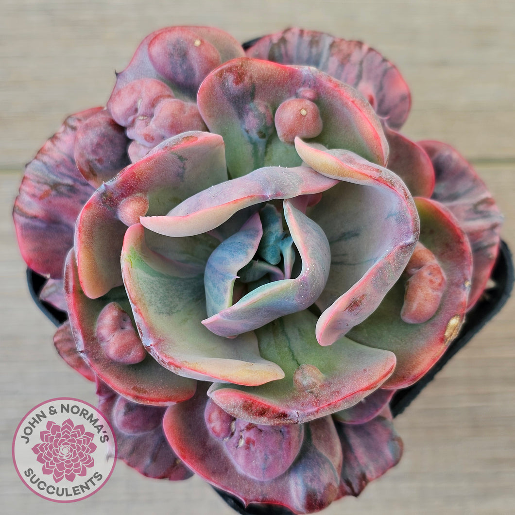 Echeveria Beyonce Rainbow Variegated