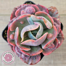 Load image into Gallery viewer, Echeveria Beyonce Rainbow Variegated
