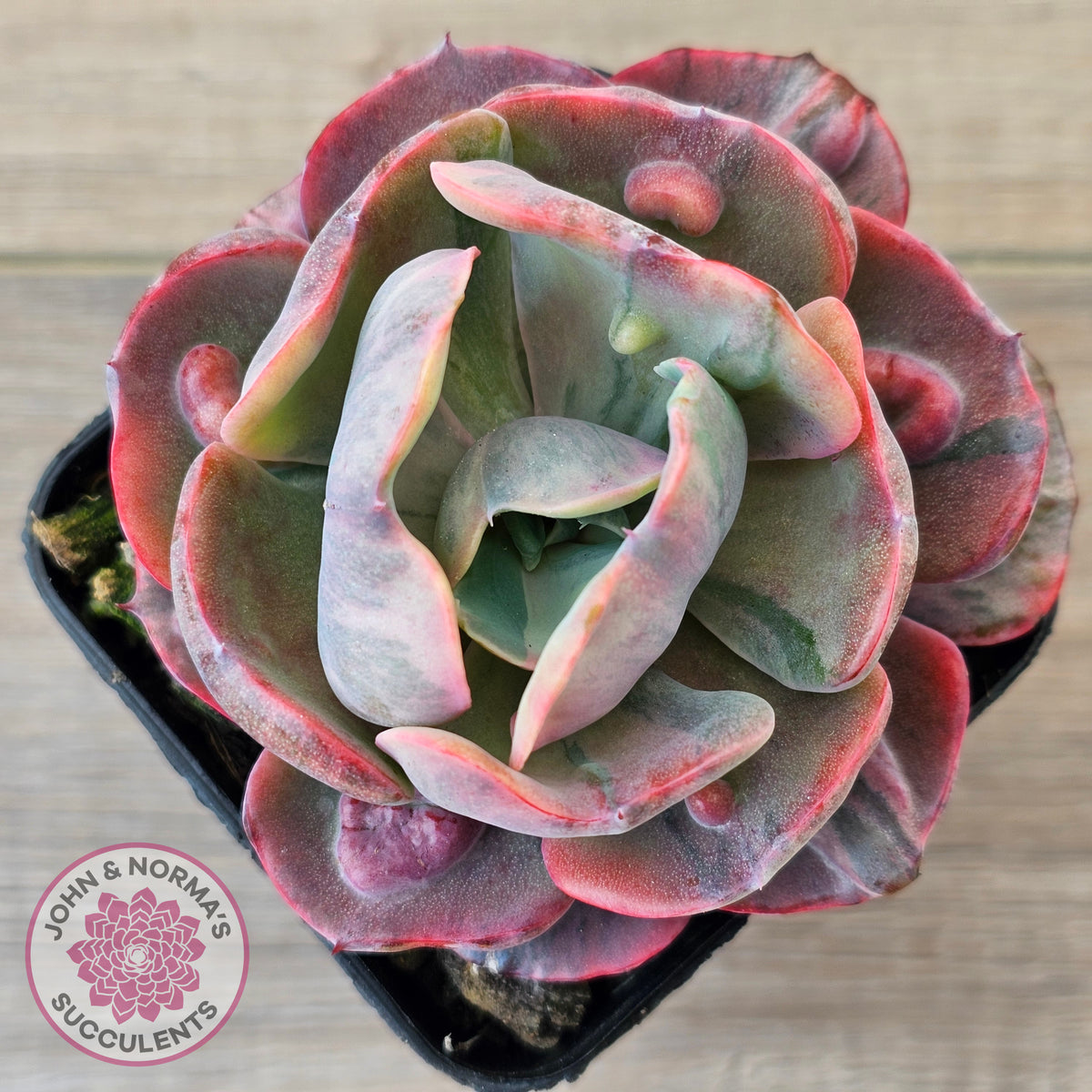 Echeveria Beyonce Rainbow Variegated (Lg)