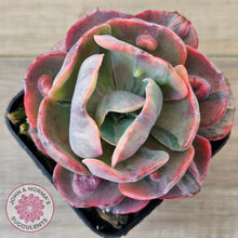 Load image into Gallery viewer, Echeveria Beyonce Rainbow Variegated
