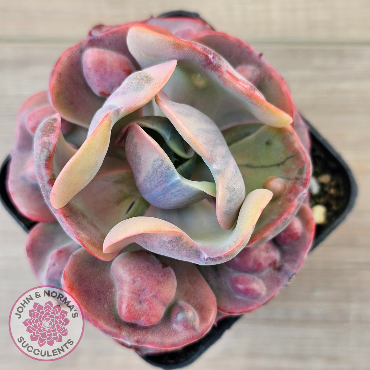 Echeveria Beyonce Rainbow Variegated (Lg)