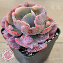 Load image into Gallery viewer, Echeveria Beyonce Rainbow Variegated
