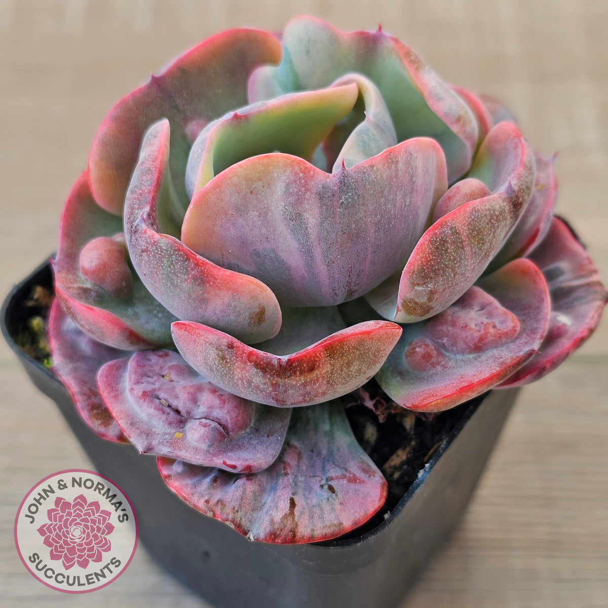 Echeveria Beyonce Rainbow Variegated (Lg)