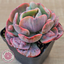 Load image into Gallery viewer, Echeveria Beyonce Rainbow Variegated
