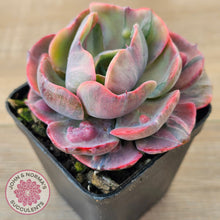 Load image into Gallery viewer, Echeveria Beyonce Rainbow Variegated
