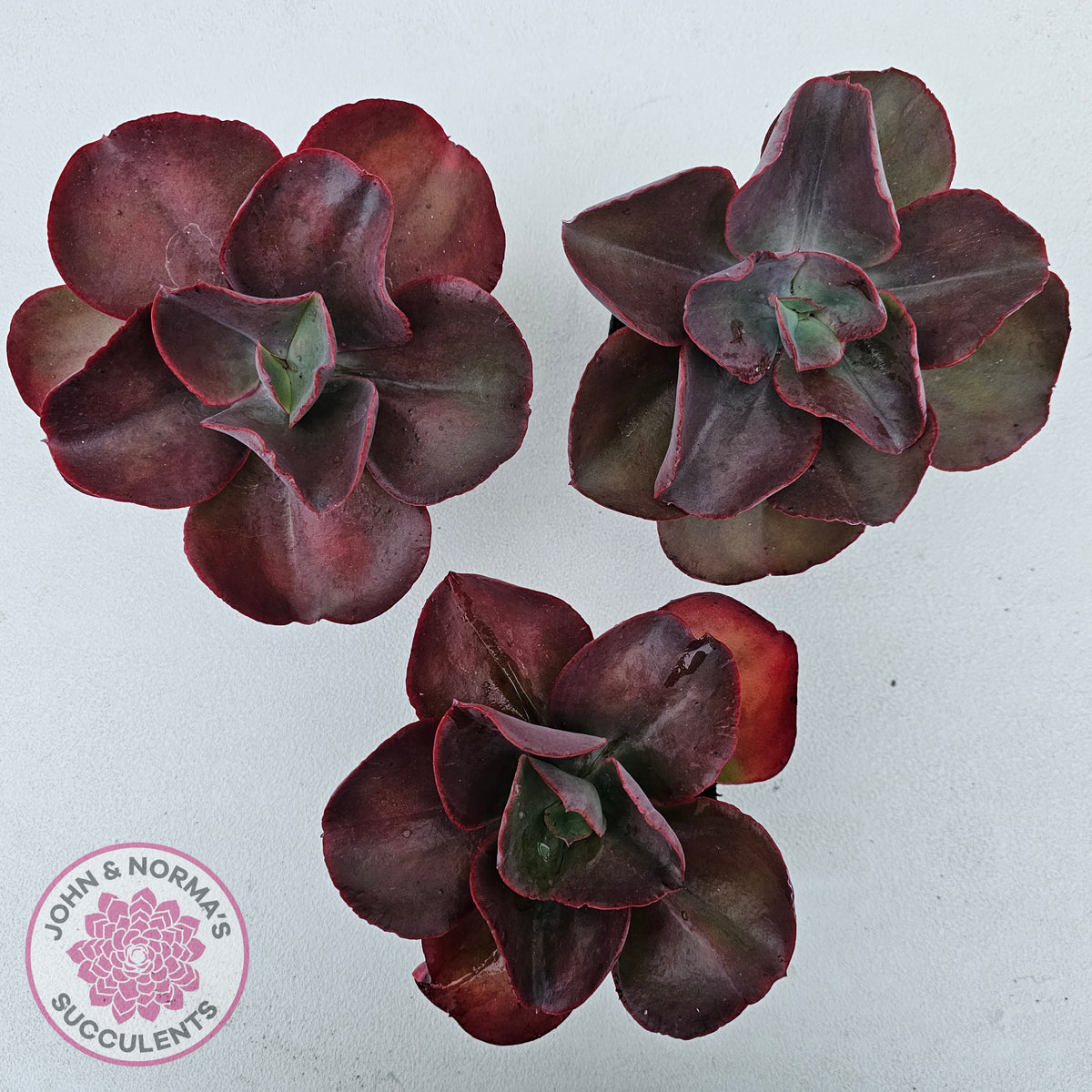 Echeveria 'Big Red'