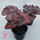 Echeveria 'Big Red'