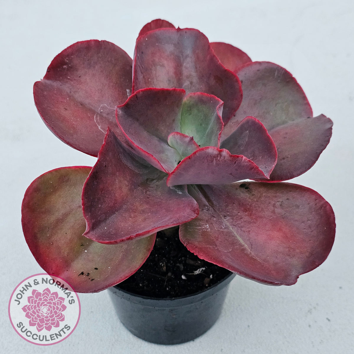 Echeveria 'Big Red'