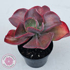 Echeveria 'Big Red'