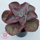 Echeveria 'Big Red'