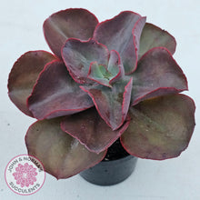 Load image into Gallery viewer, Echeveria &#39;Big Red&#39;
